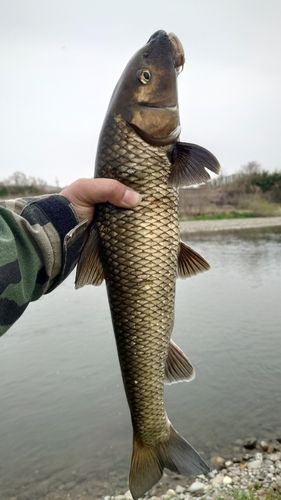 ニゴイの釣果