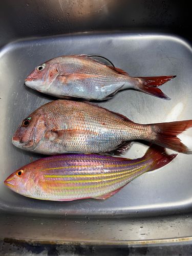 タイの釣果