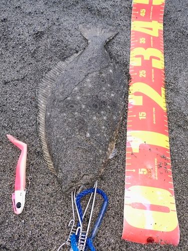 ヒラメの釣果