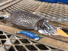 シリヤケイカの釣果