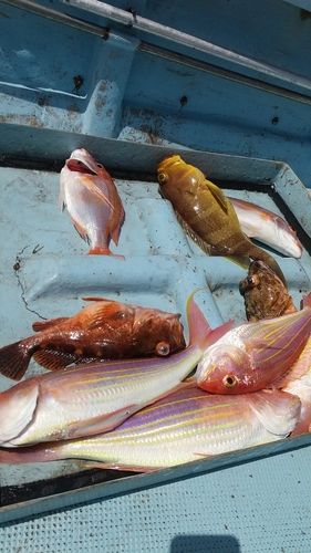 タイの釣果