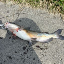 アメリカナマズ