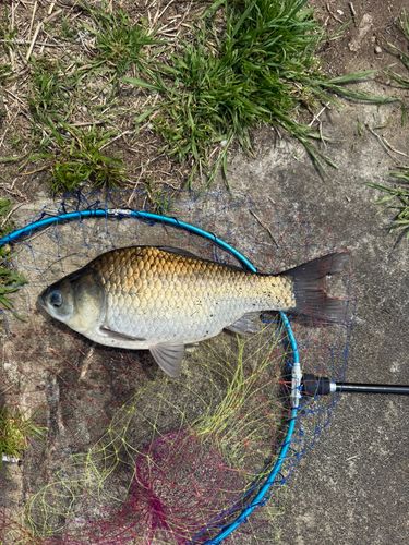 ヘラブナの釣果