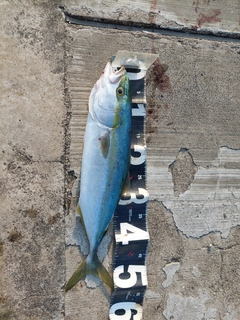 ハマチの釣果