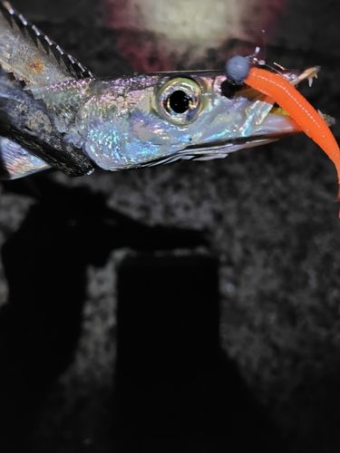 カマスの釣果