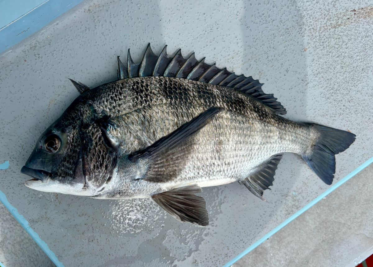 oxyさんの釣果 2枚目の画像