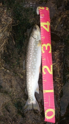アメマスの釣果