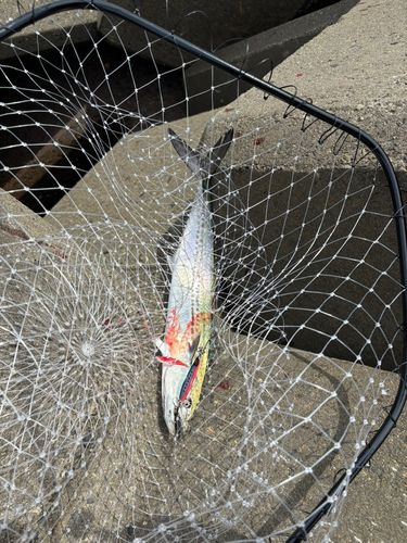 サゴシの釣果
