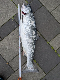 サクラマスの釣果