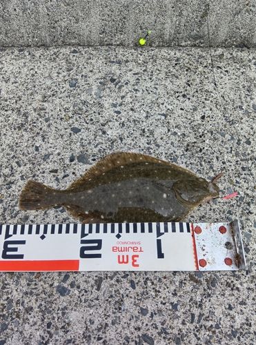 カレイの釣果