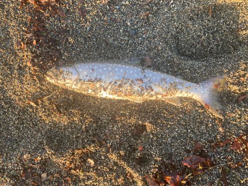 アメマスの釣果