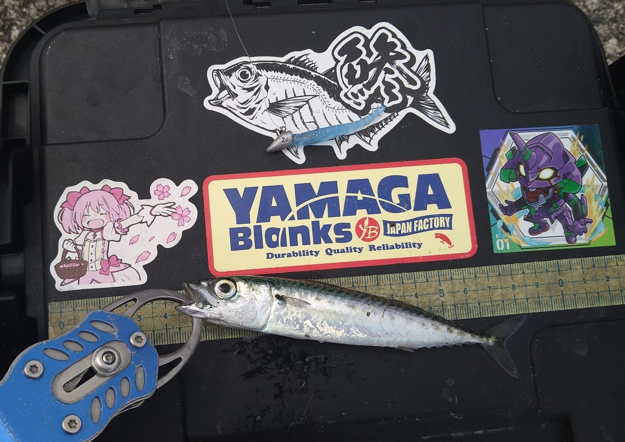 サバ
