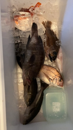 マダイの釣果