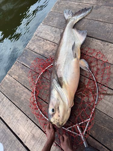 メコンオオナマズの釣果