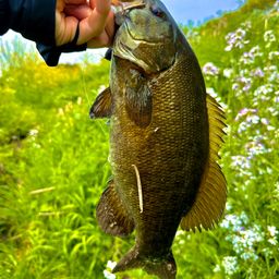 スモールマウスバス