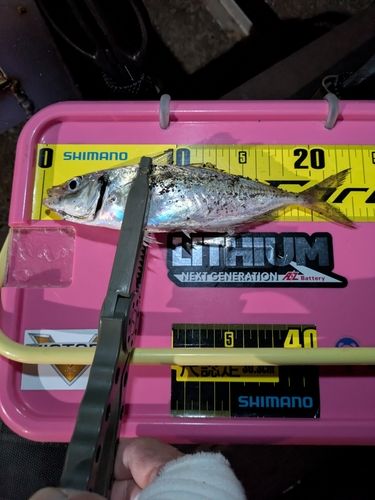 マアジの釣果
