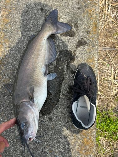 アメリカナマズの釣果
