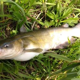 アメリカナマズ