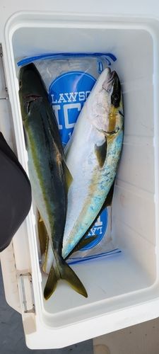 ヒラマサの釣果