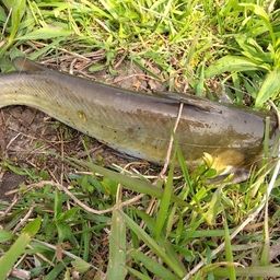 アメリカナマズ