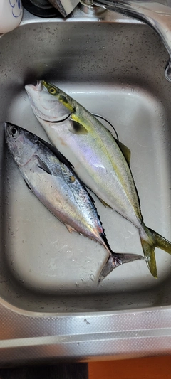 スマカツオの釣果