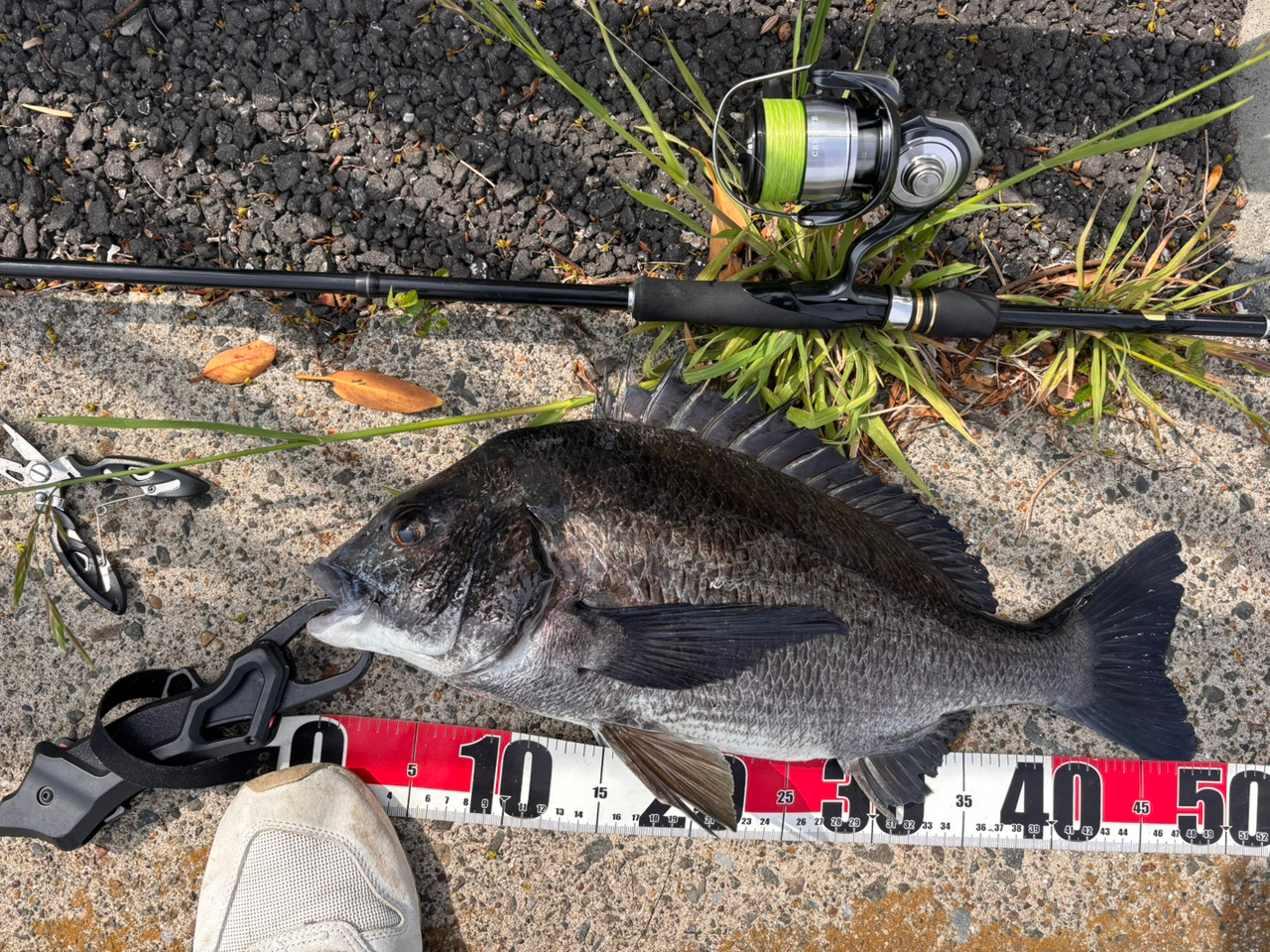 DAIWA 24セルテート LT3000-CHの最安値・インプレ・釣果 | 本音