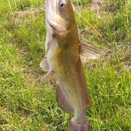 アメリカナマズ