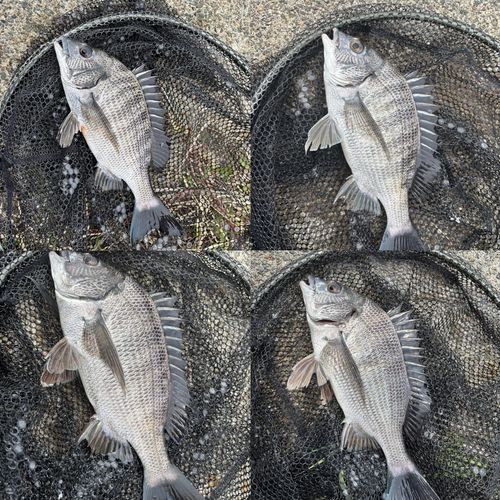 クロダイの釣果