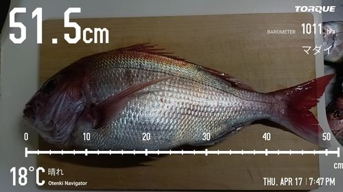 マダイの釣果