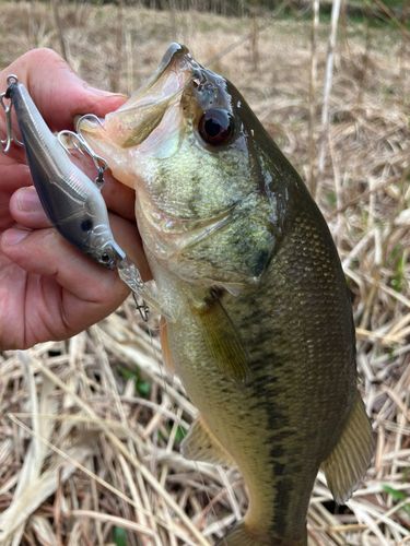 ラージマウスバスの釣果