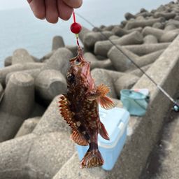 カサゴ