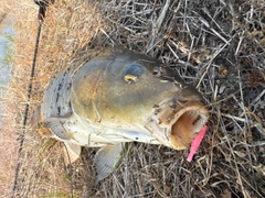 コイの釣果