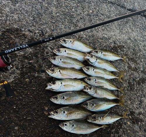 アジの釣果
