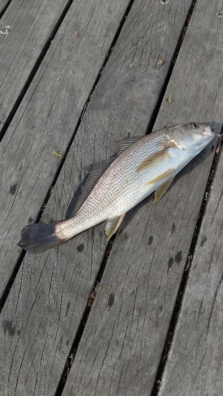 セイゴ（マルスズキ）