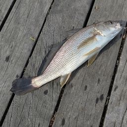 セイゴ（マルスズキ）