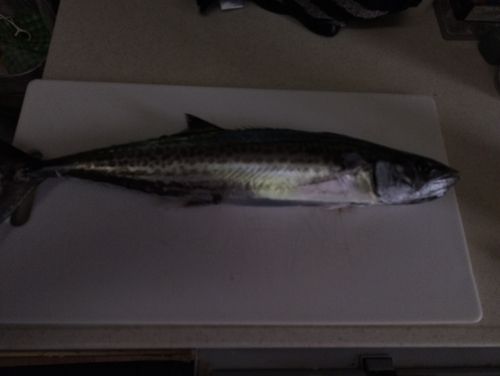 サゴシの釣果