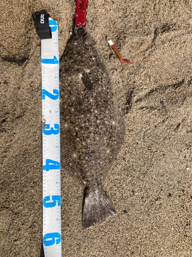 ヒラメの釣果