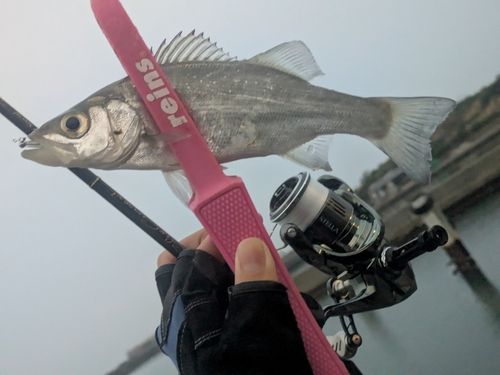 セイゴ（ヒラスズキ）の釣果