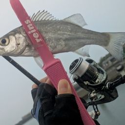 セイゴ（ヒラスズキ）