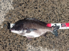 クロダイの釣果
