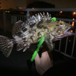 カサゴ
