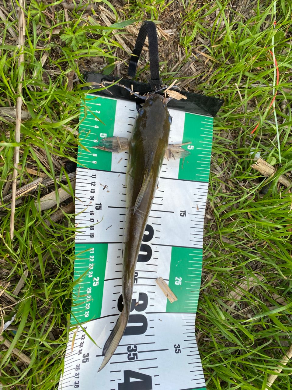 アメリカナマズ