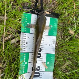 アメリカナマズ