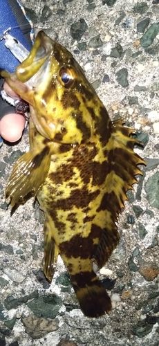 タケノコメバルの釣果