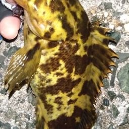 タケノコメバル