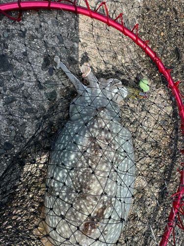 シリヤケイカの釣果
