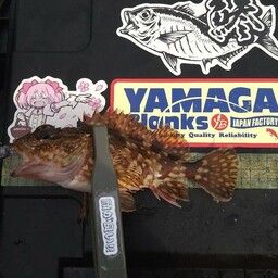 カサゴ