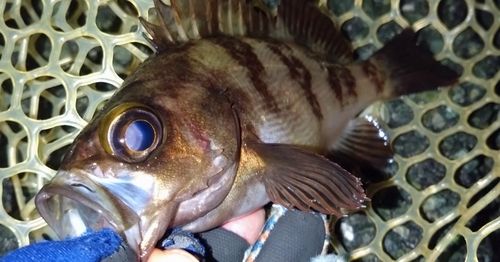 シロメバルの釣果