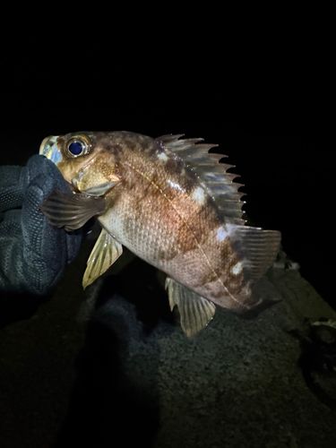 メバルの釣果