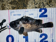 クロソイの釣果